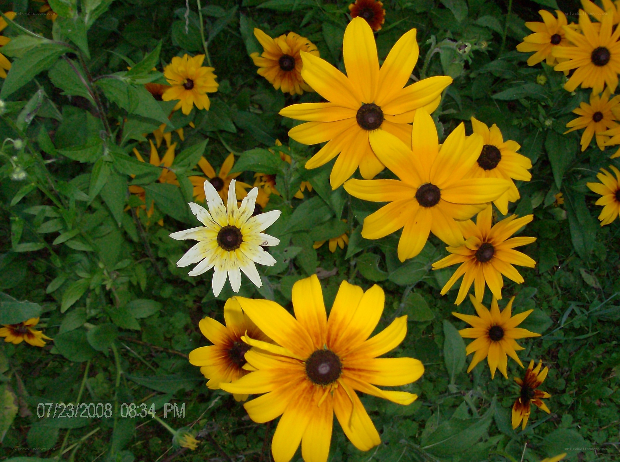 Yellow flowers in a garden