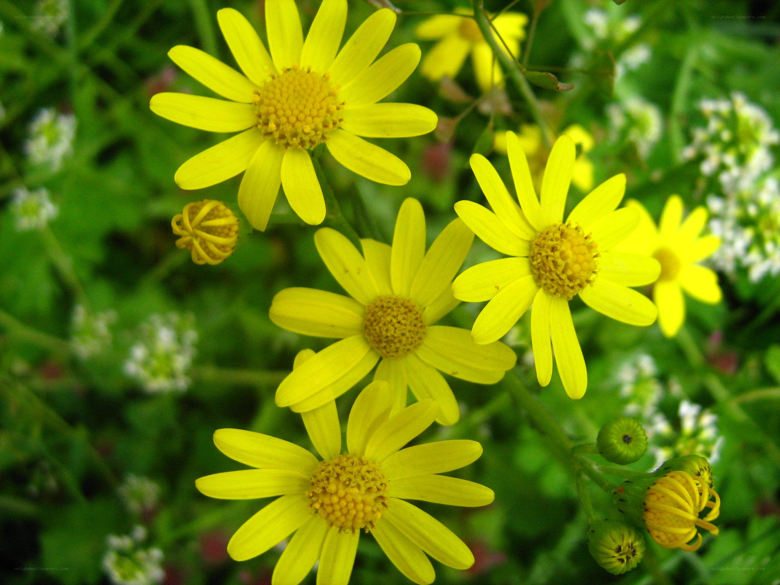Yellow flowers in a garden