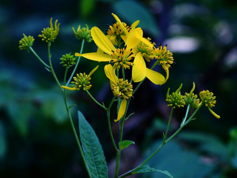 Yellow flowers in a garden