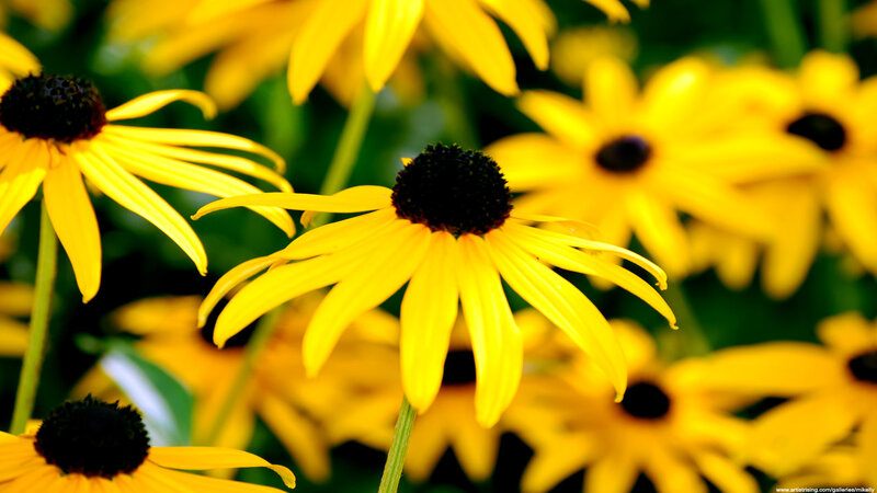 Yellow flowers in a garden