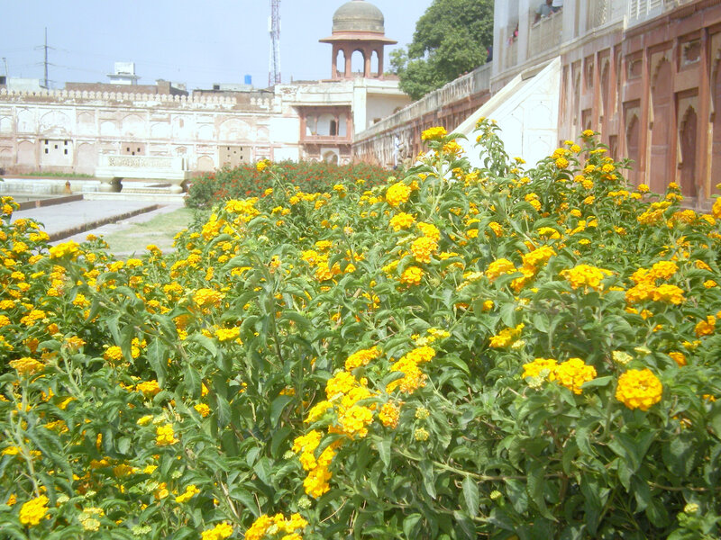 Yellow flowers in a garden
