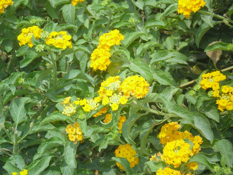 yellow flowers in a garden