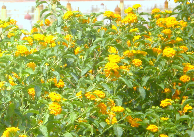 yellow flowers in a garden