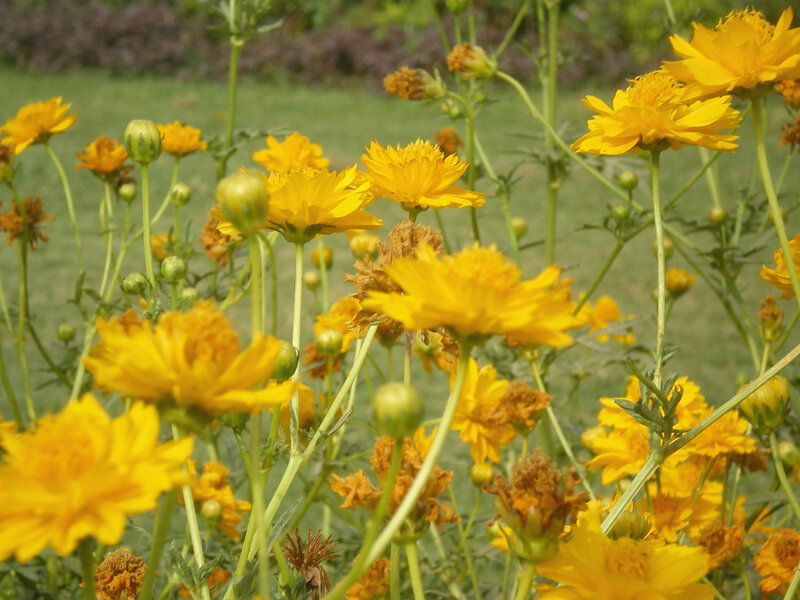 Yellow flowers in a garden
