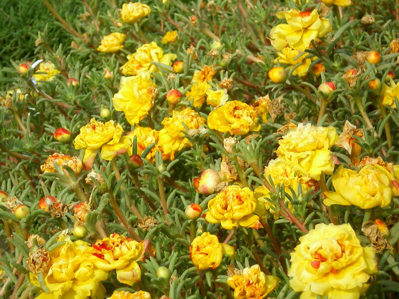 Yellow flowers in a garden