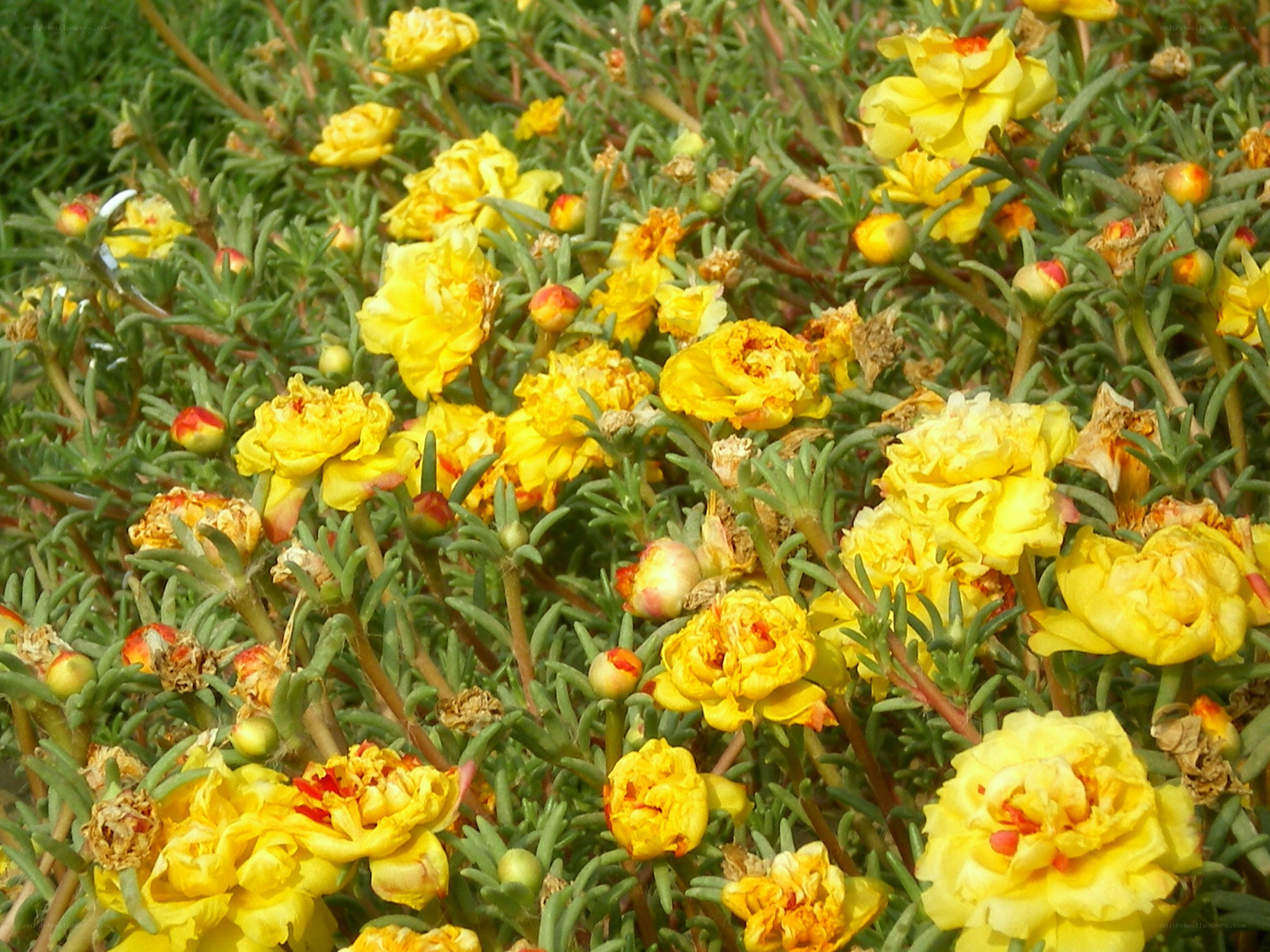 Yellow flowers in a garden