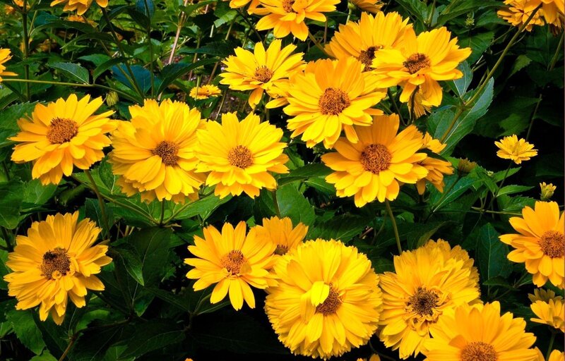 Yellow flowers in a garden