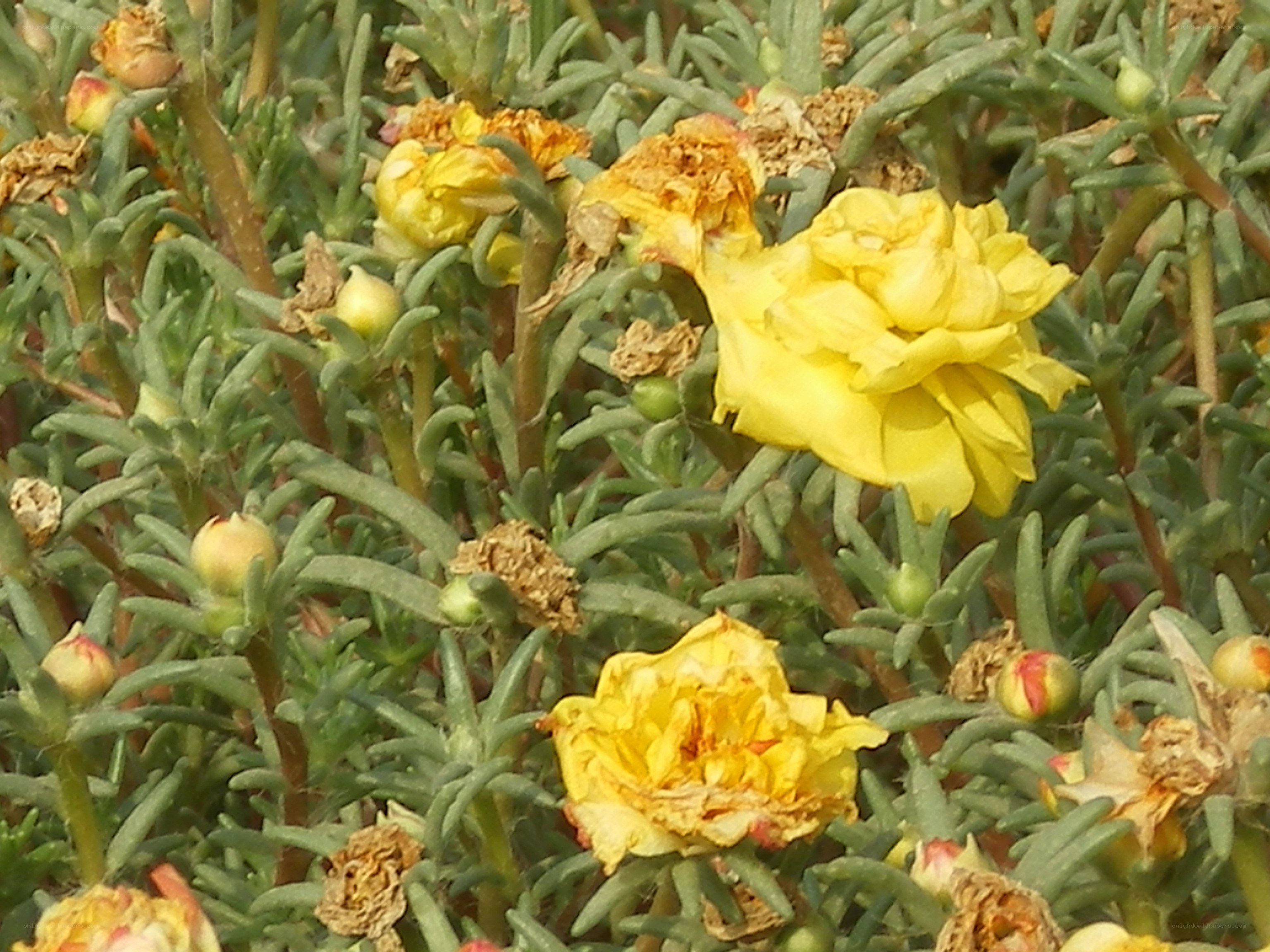 Yellow flowers in a garden