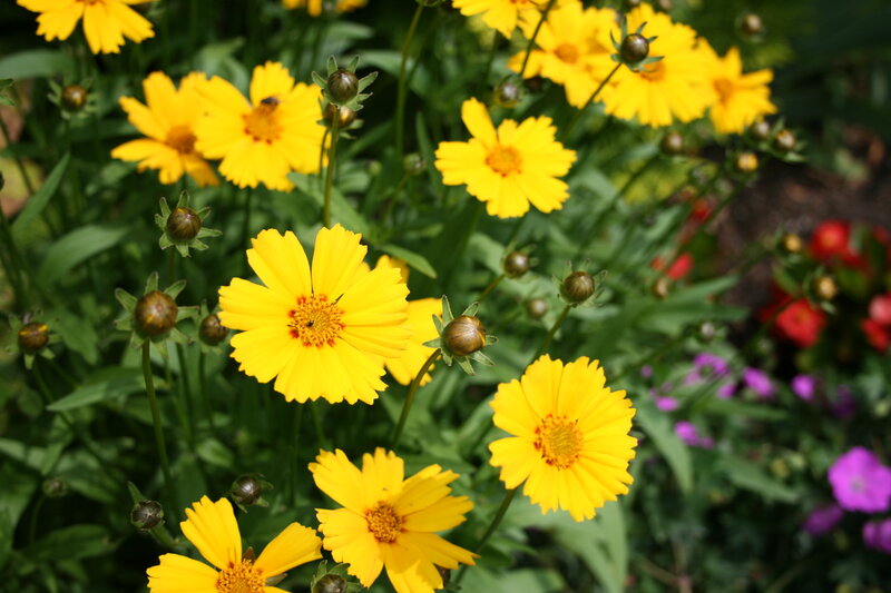 Yellow flowers in a garden