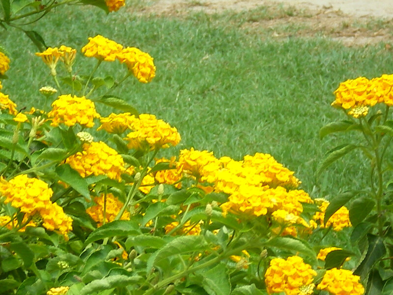 Yellow flowers in a garden