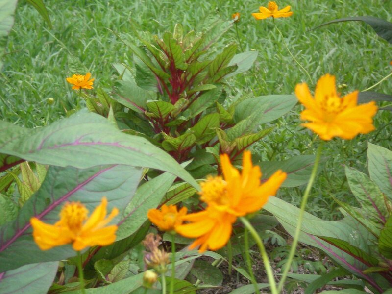 Yellow flowers in a garden