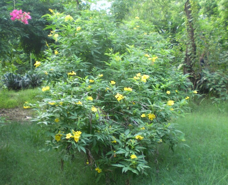 Yellow flowers in a garden