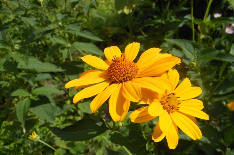 Yellow flowers in a garden