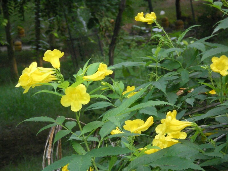 Yellow flowers in a garden