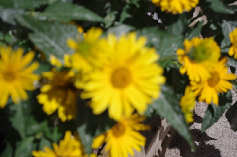 yellow flowers in a garden