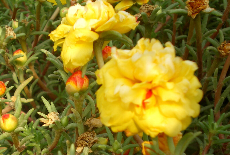 Yellow flowers in a garden