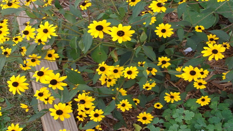 yellow flowers in a garden