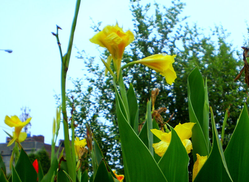 Yellow flowers in a garden