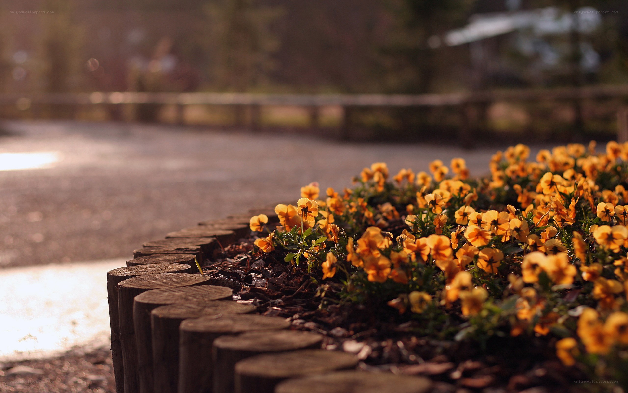 Yellow flowers in a garden bed