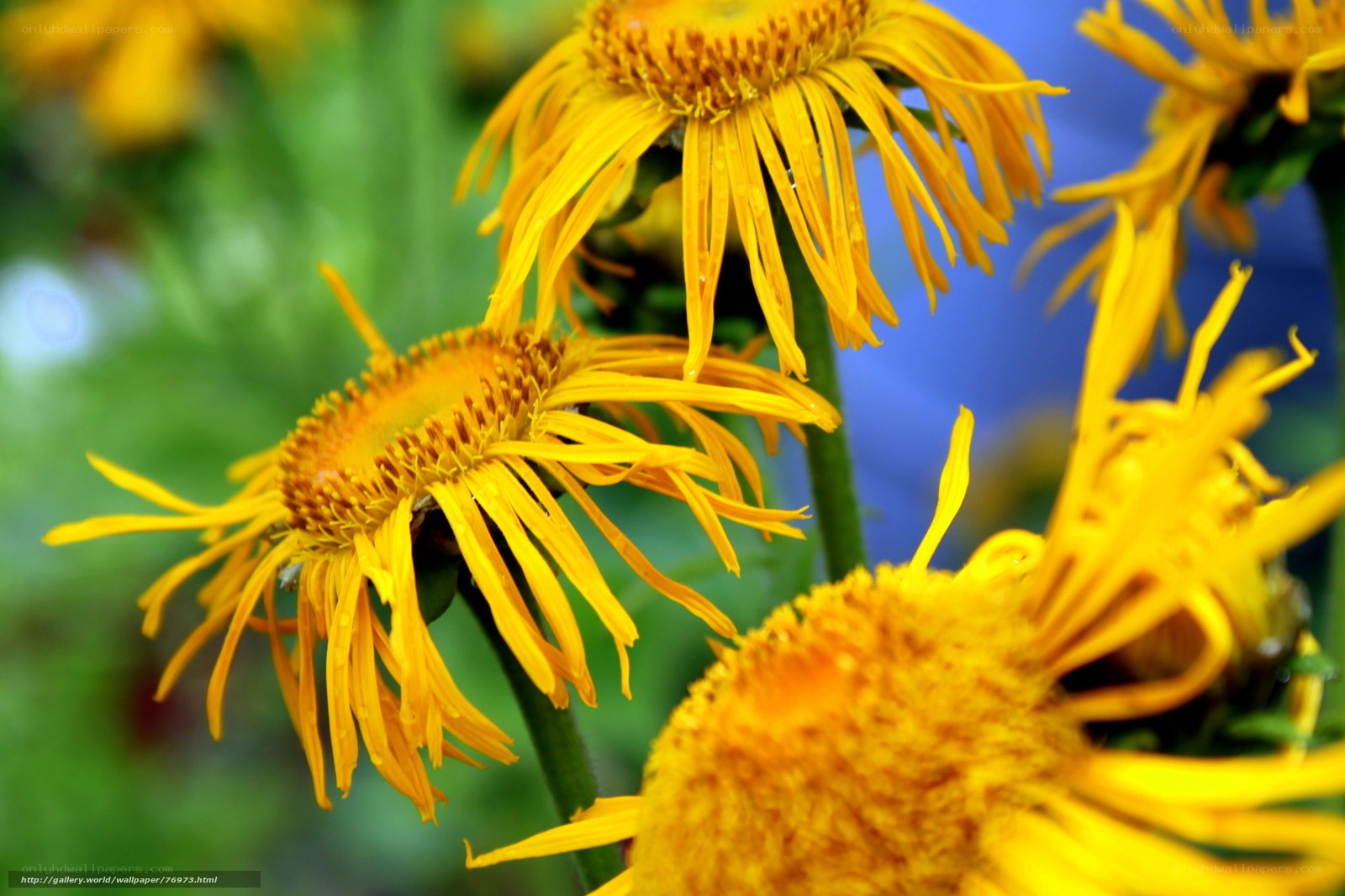 Yellow flowers in a garden