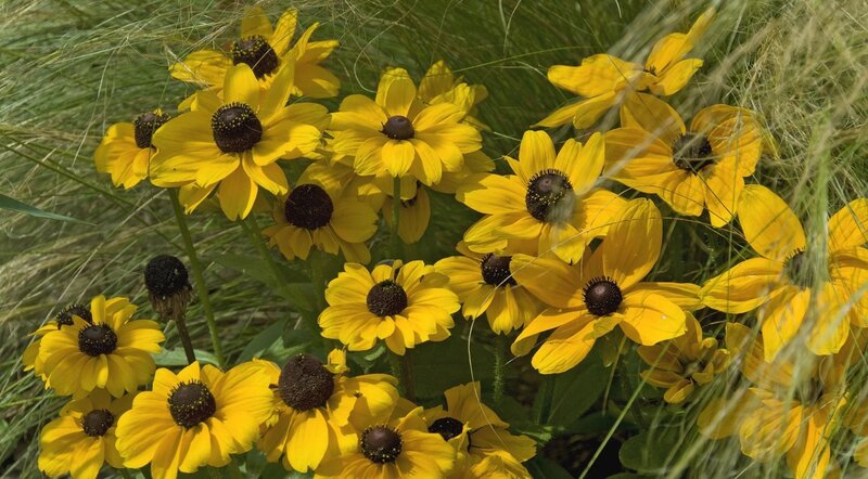 Yellow flowers in a grassy field