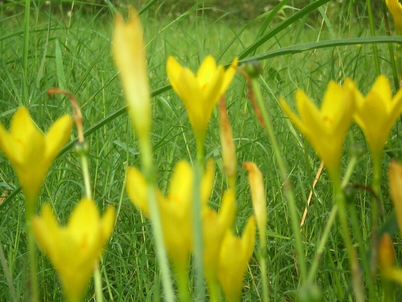 Yellow flowers in a grassy field