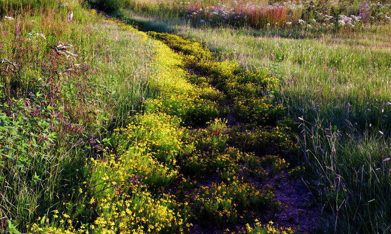 Yellow flowers in a grassy field