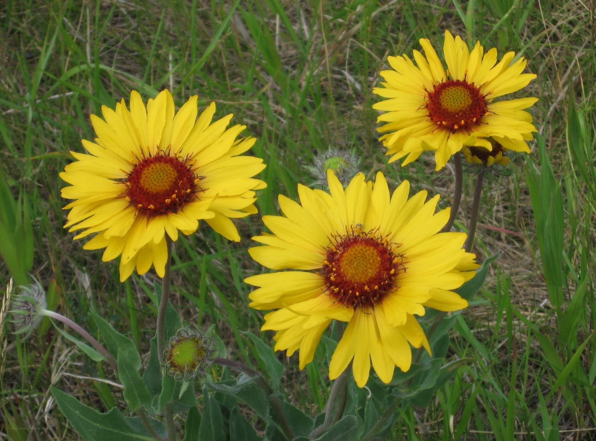 Yellow flowers in a grassy field