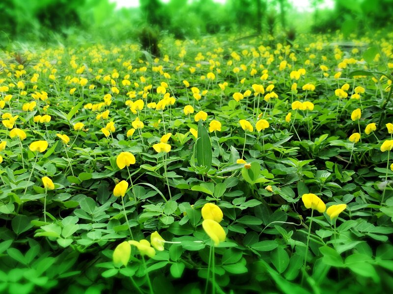 Yellow flowers in a green field