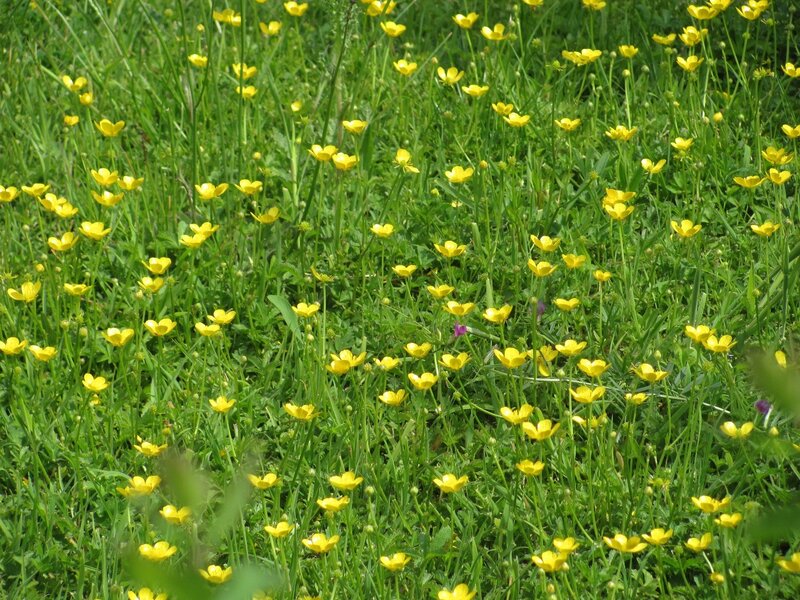 Yellow flowers in a green field