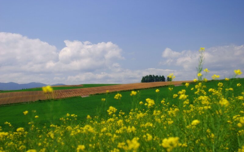 Yellow flowers in a green field