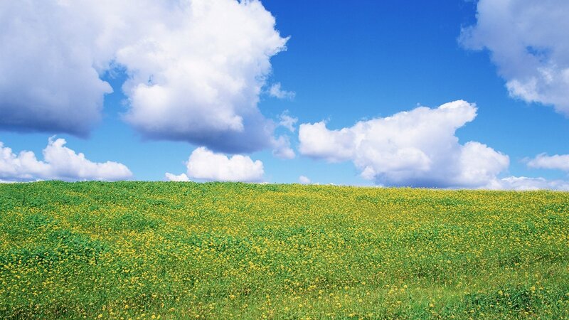 Yellow flowers in a green field