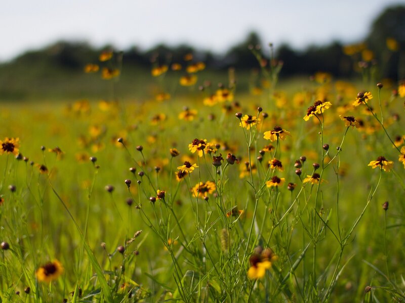 Yellow flowers in a green field