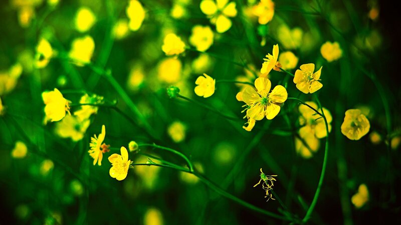 yellow flowers in a green field