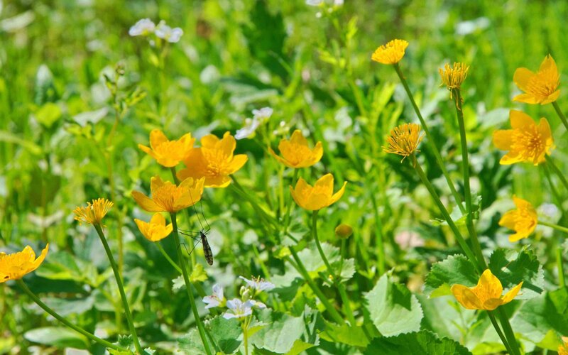 Yellow flowers in a green field
