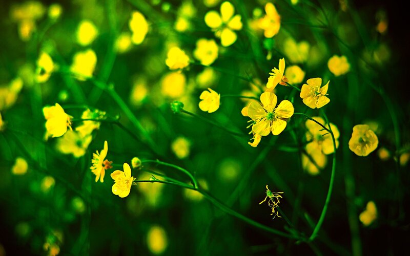 Yellow flowers in a green field