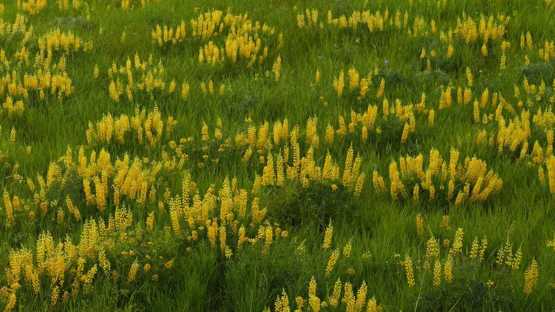 Yellow flowers in a green field