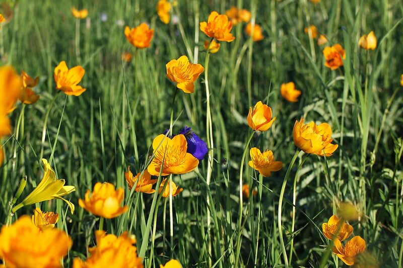 Yellow flowers in a green field