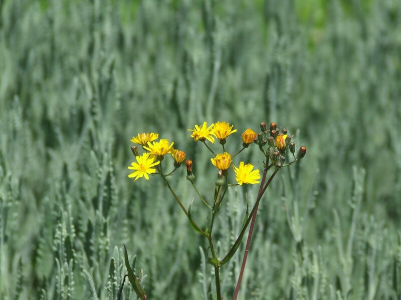 Yellow flowers in a green field