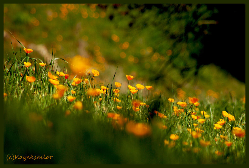 Yellow flowers in a green field
