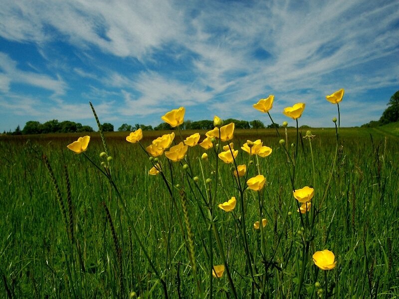 Yellow flowers in a green field
