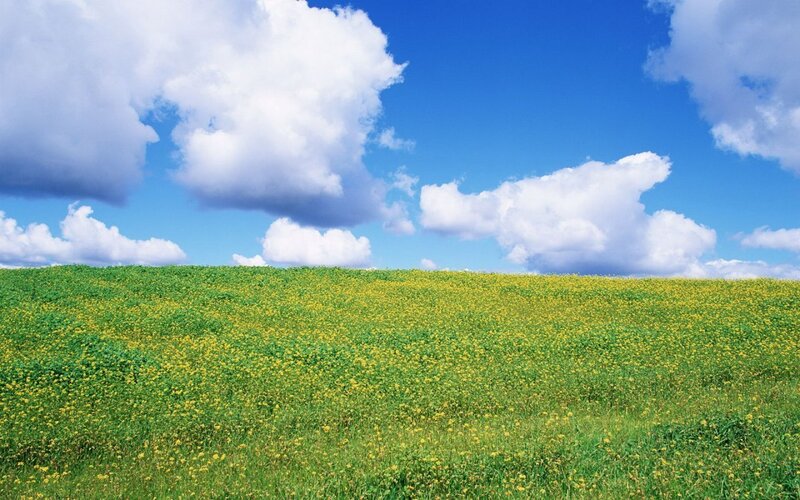 Yellow flowers in a green field