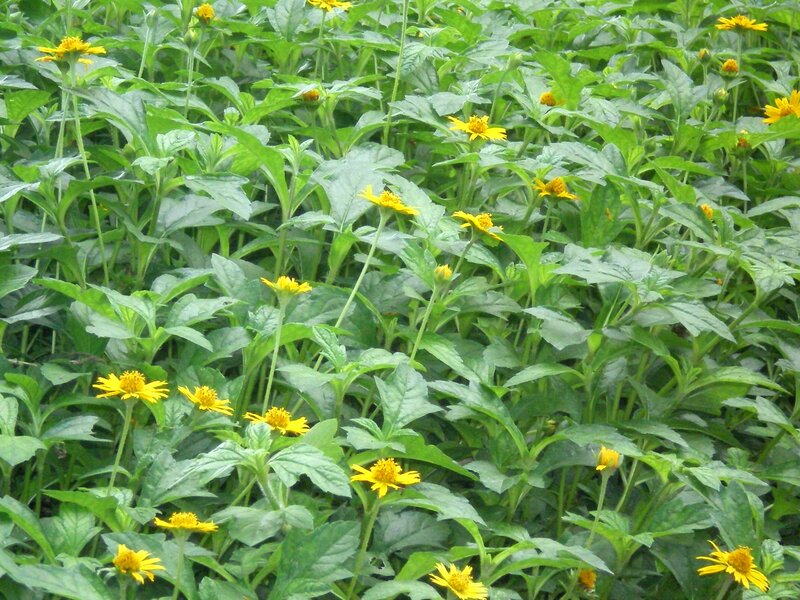 yellow flowers in a green field