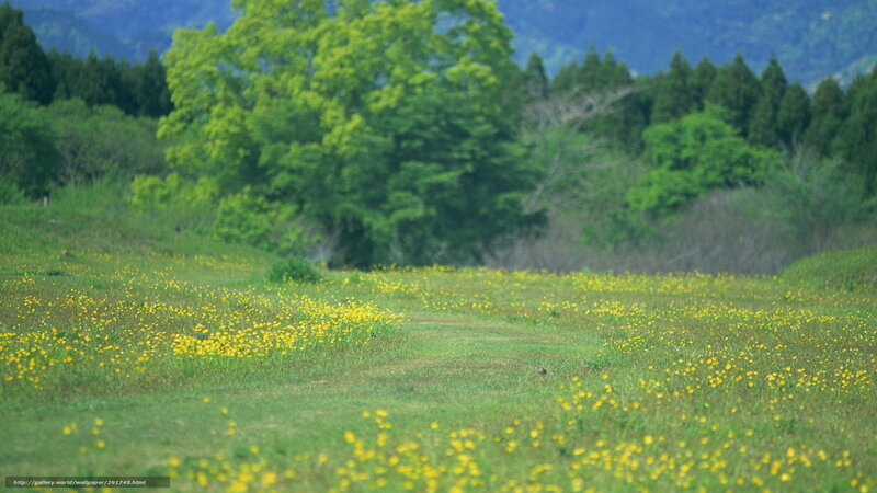 Yellow flowers in a green field
