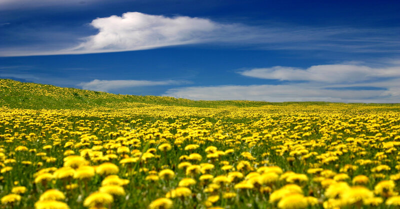Yellow flowers in a green field