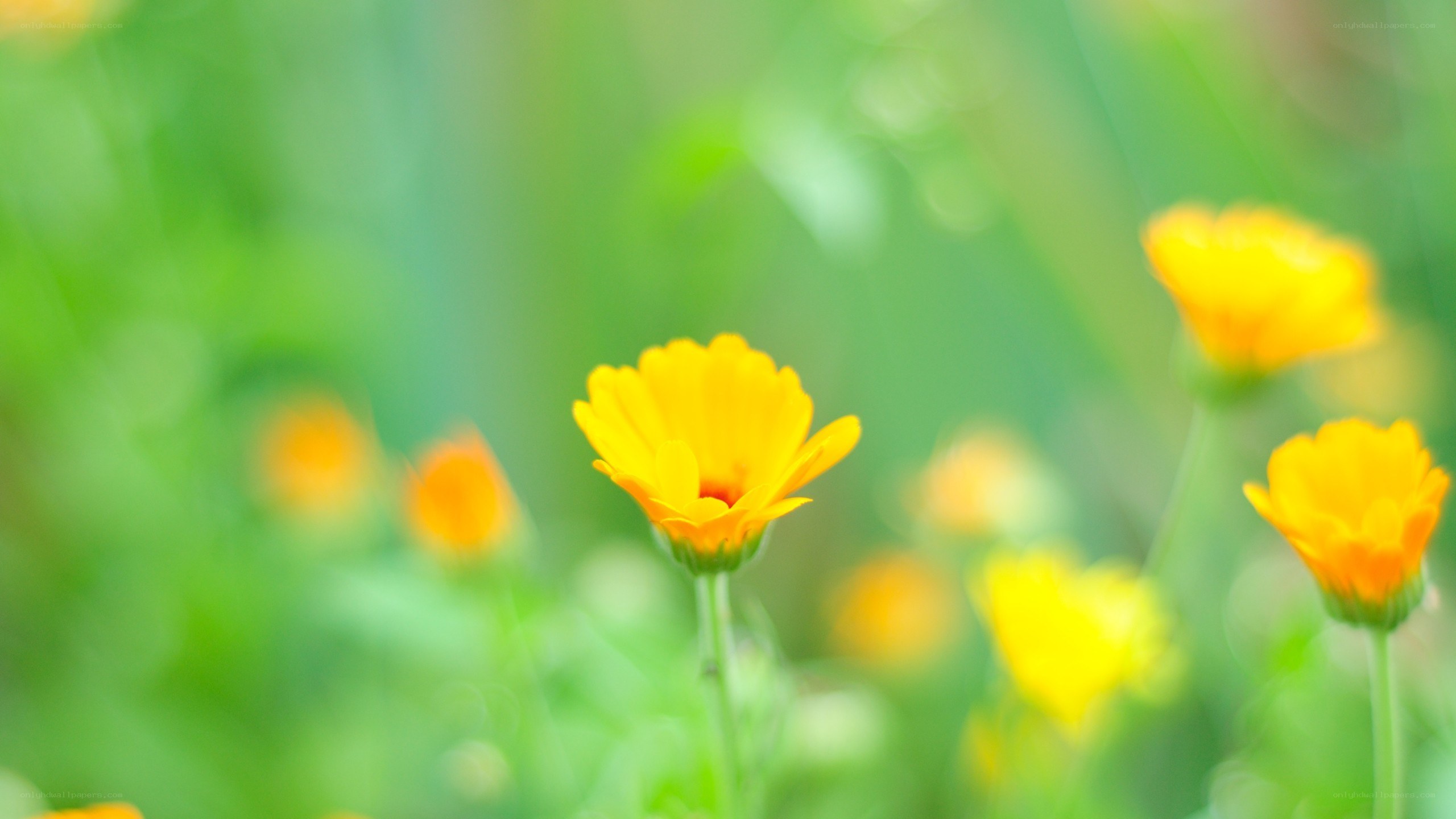 Yellow flowers in a green field