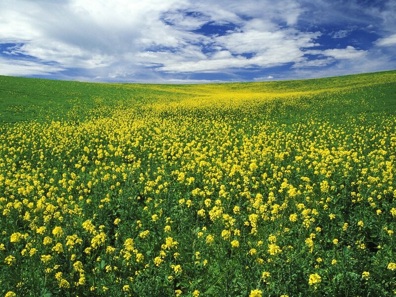 Yellow flowers in a green field