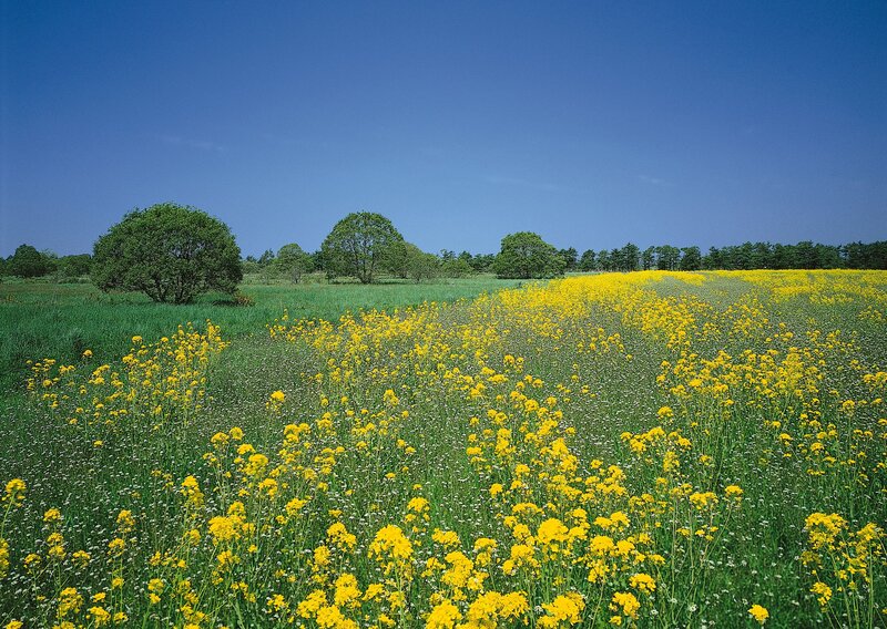 Yellow flowers in a green field
