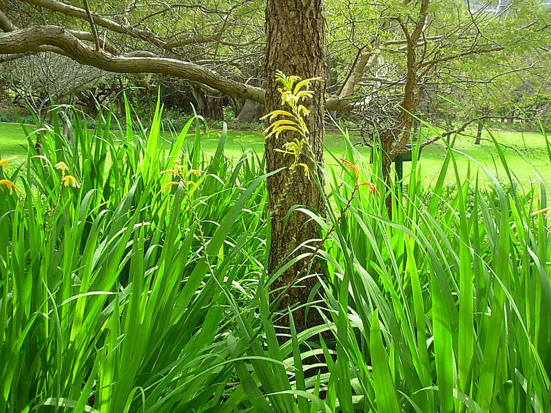 Yellow flowers in a green garden