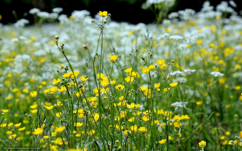 Yellow flowers in a meadow